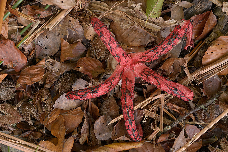 Clathrus archeri